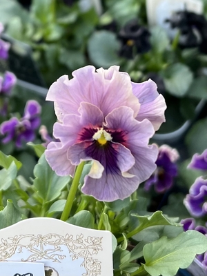 ●レデイ２株セット　187