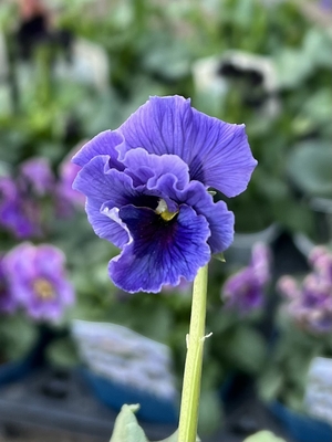 ●レデイ２株セット　188