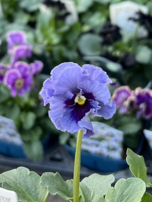 ●レデイ２株セット　189