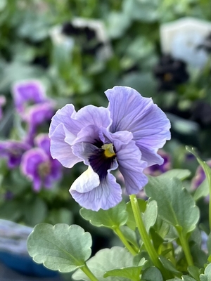 ●レデイ２株セット　190