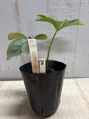 最新交配タグ苗）♂多弁利休5VG（5VG＝かなりの良型）&times;♀多弁ホワイト（リップ&times;多弁）【So39】　