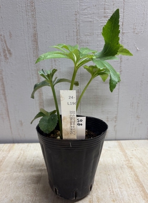 最新交配タグ苗）♂多弁利休良型&times;♀ホワイトリップ【So40】　