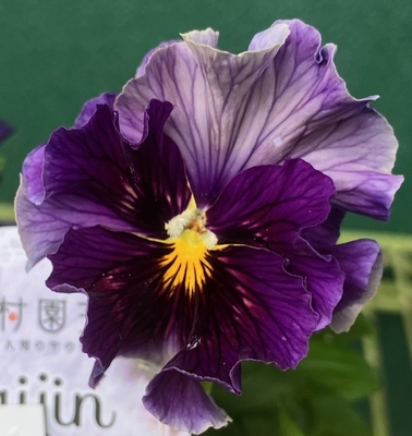 ●ザイジン　パピエ渋茶２株セット　191