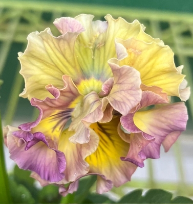 ●ザイジン　パピエ２株セット　192