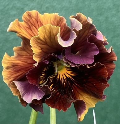 ●ザイジン　パピエ渋茶２株セット　194