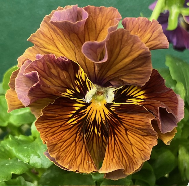 ○ザイジン パピエ渋茶2株セット 195 | グリーンホビー