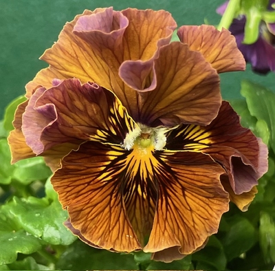 ●ザイジン　パピエ渋茶２株セット　195