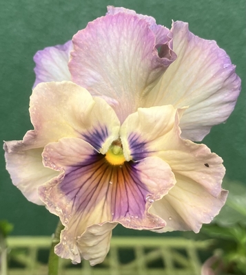 ●フェデネージュ２株セット（クレープ、積みわら）　197