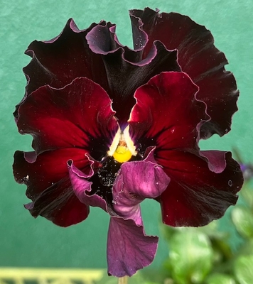 ●フェデネージュ２株セット（積みわら、ボンソワレ）　198