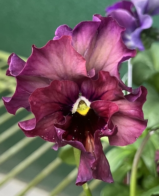 ●フェデネージュ２株セット（積みわら、ボンソワレ）199