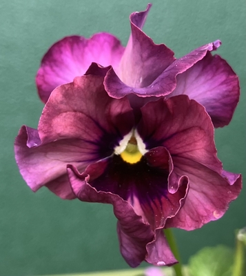 ●フェデネージュ２株セット（積みわら、ムーンライト）200