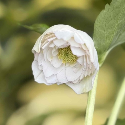 公認）ホワイトアフロディーテ【ka1】