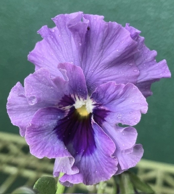 ●レディ２株セット　202