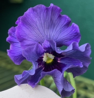 ●レディ２株セット　204