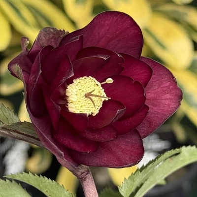 公認）キラメキ☆ディープレッド【ka3】最高ランク