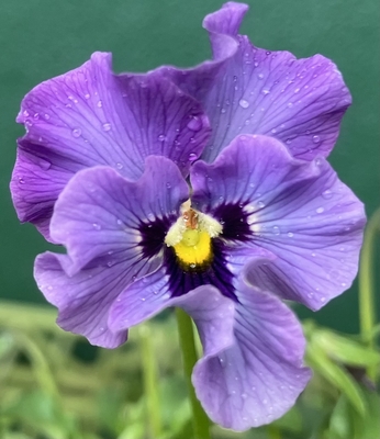 ●レディ２株セット　205