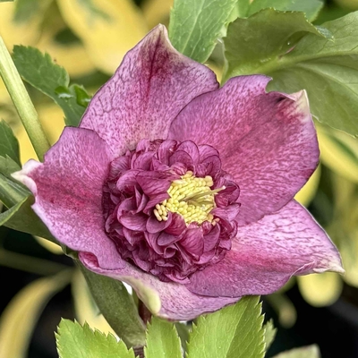 公認）モーリー【ka5】