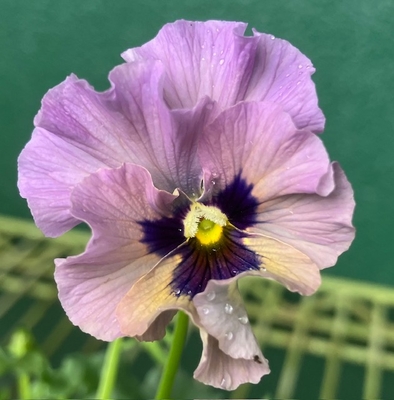 ●レディ２株セット　206