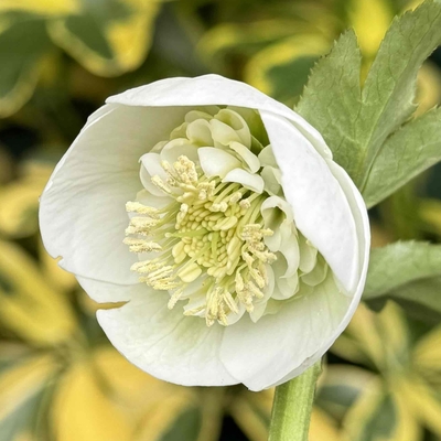 加藤農園さんのクリスマスローズ | グリーンホビー