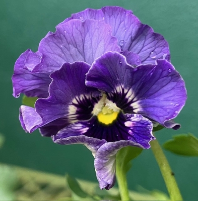 ●レディ２株セット　209