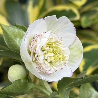 クリスマスローズ | グリーンホビー