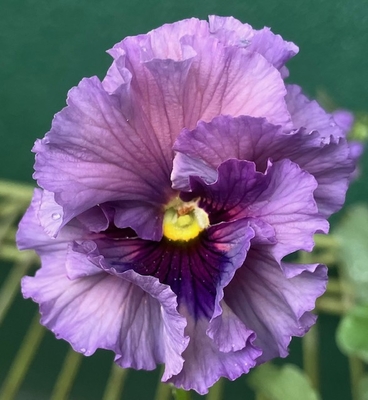 ●レディ２株セット　210