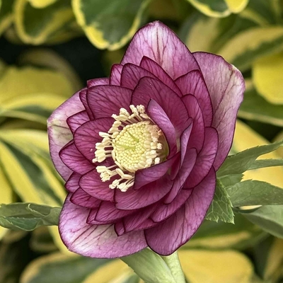 グロッシーカラー☆【ka7】ダークスモーキーカラー