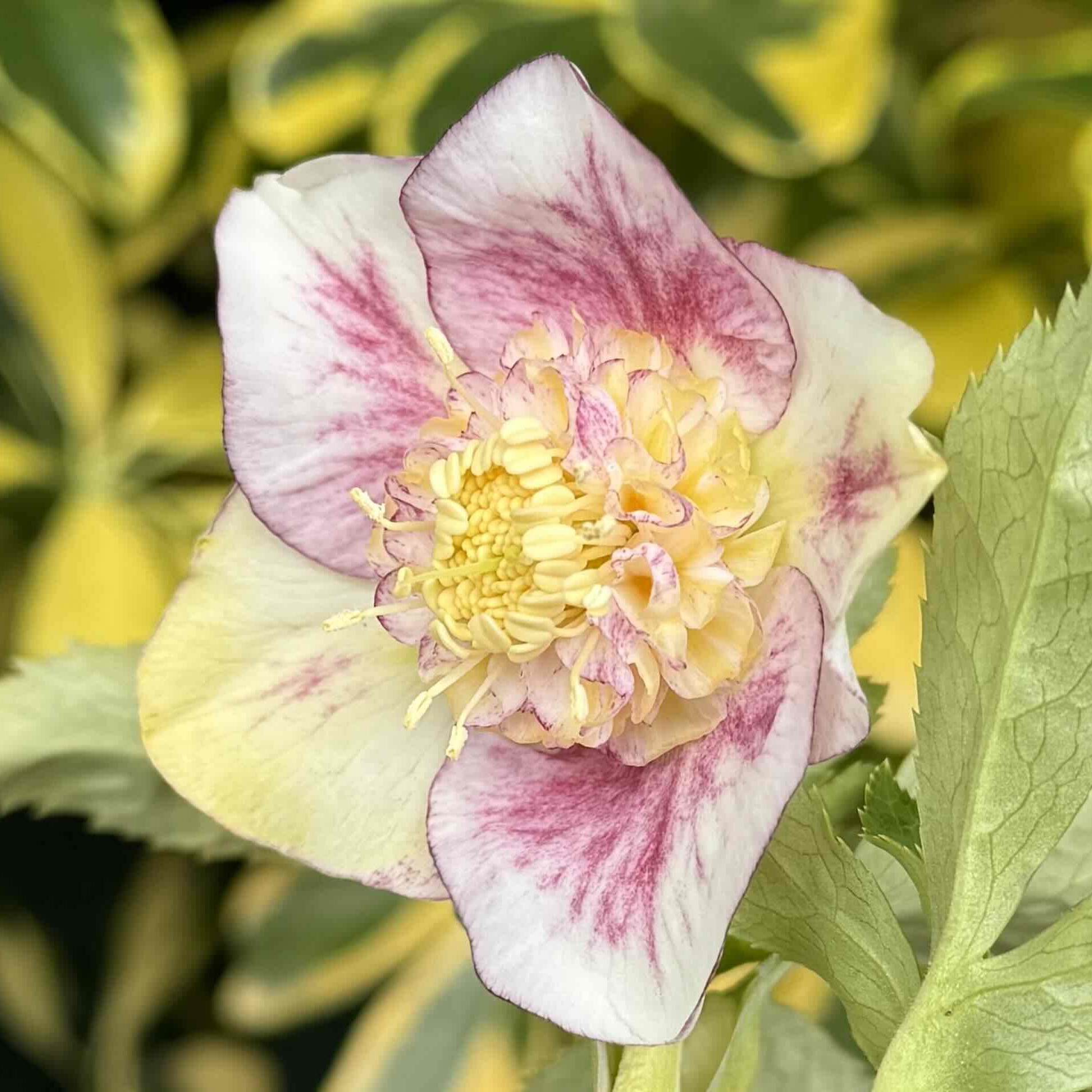 公認）プリマヴェーラホワイトゴールド【ka8】 | グリーンホビー