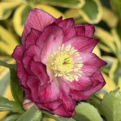 公認）グロッシーカラー☆【ka9】遂にグラデーションtype登場