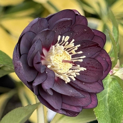 公認）チョコレートゴールド【ka10】