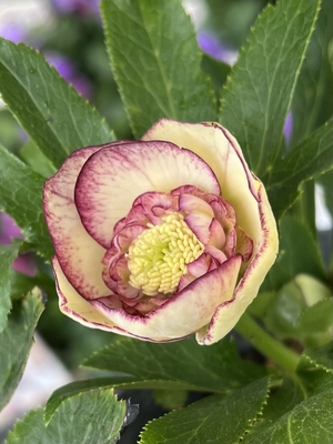 パステルグラデーションエッジsd多弁【ka13】