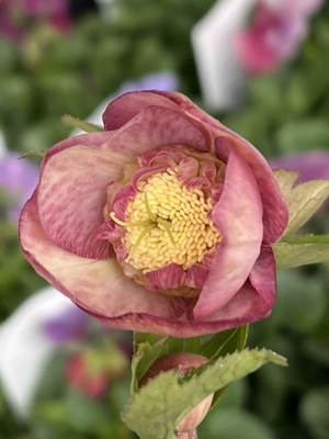 sd多弁系パステルアプリコットゴールド【ka15】