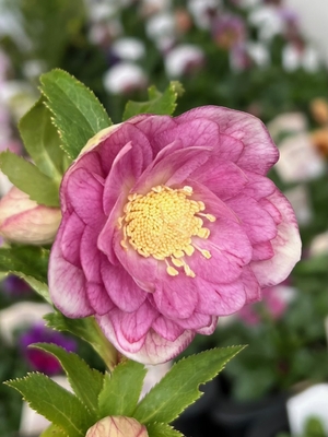 グラデーションパステルベインddグロス交配種【ka16】