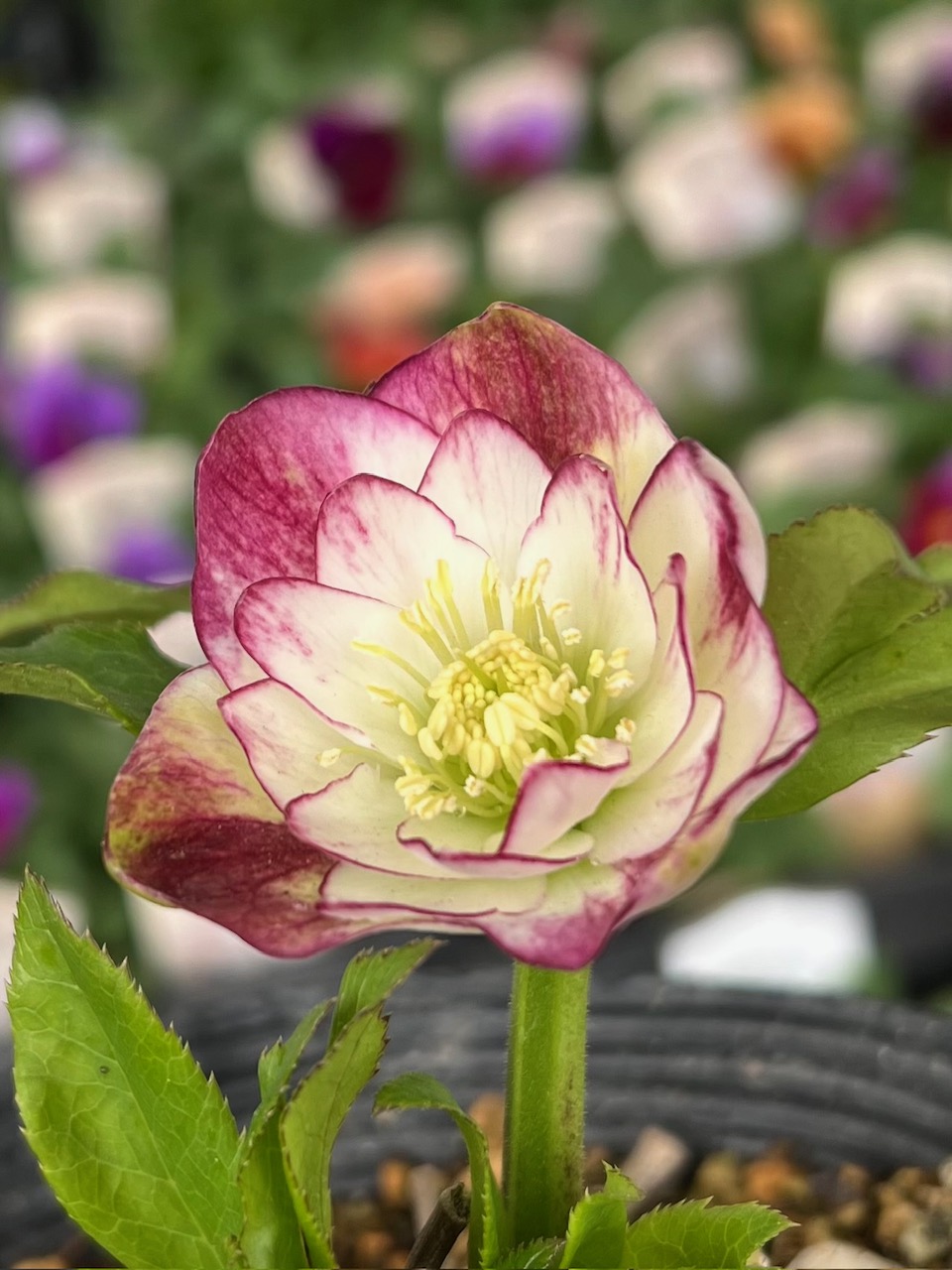 ブライヤーローズの様なddレッドエンジェル系【ka17】 | グリーンホビー