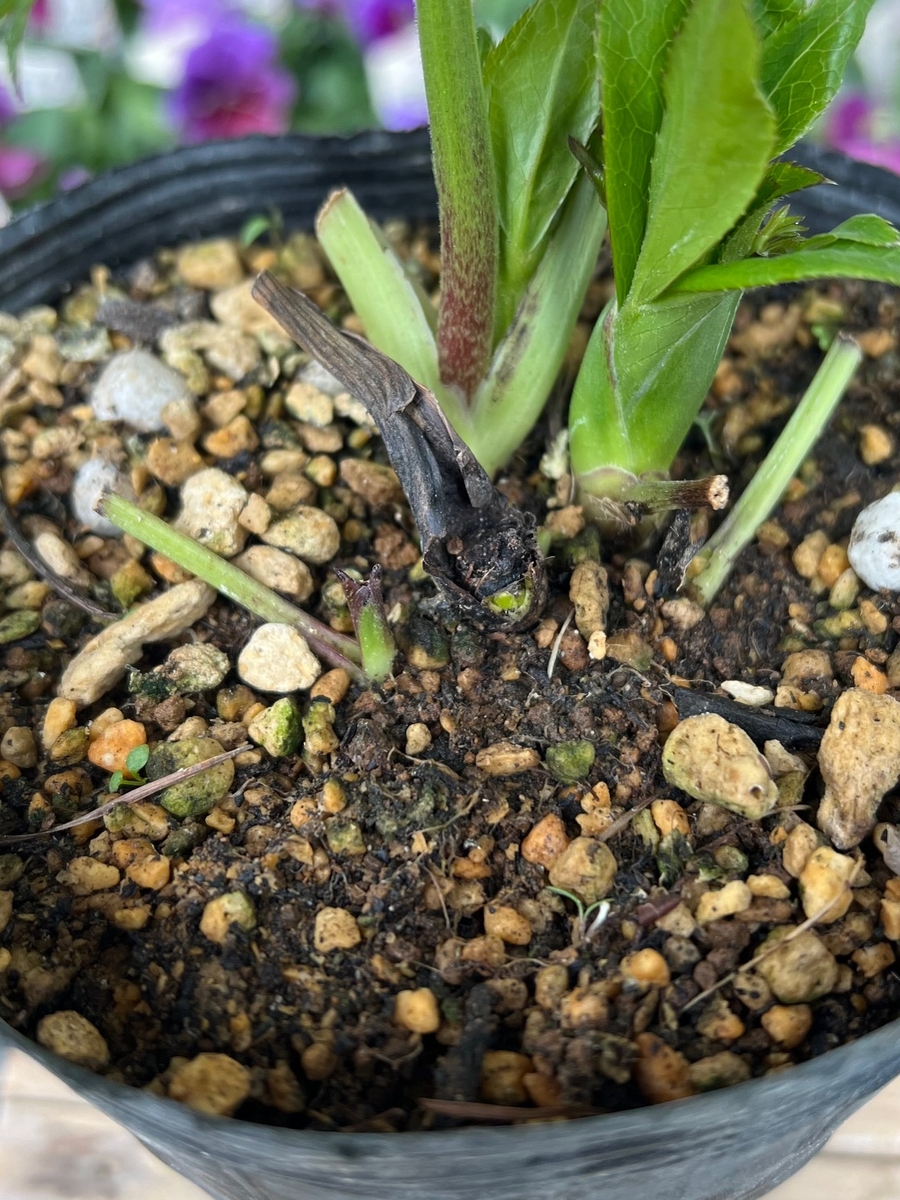 ブライヤーローズの様なddレッドエンジェル系【ka17】 | グリーンホビー