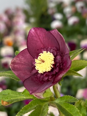 マット系ダークレッドsdグロス交配種【ka18】