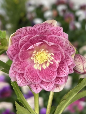 スポットピンクグラデーションddグロス交配種【ka19】