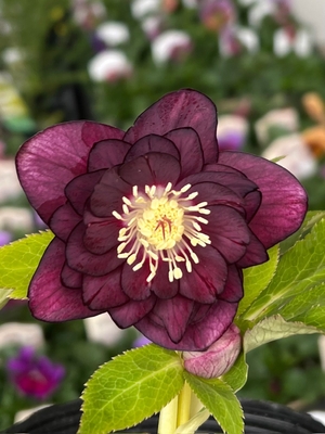 ダークパープルゴールドddグロス交配種【ka21】