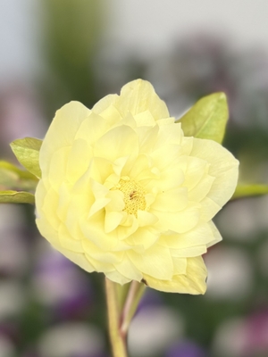 今年の目玉）進撃の巨輪（一番花直径8㎝弱）typeディオーネ系【ka22】