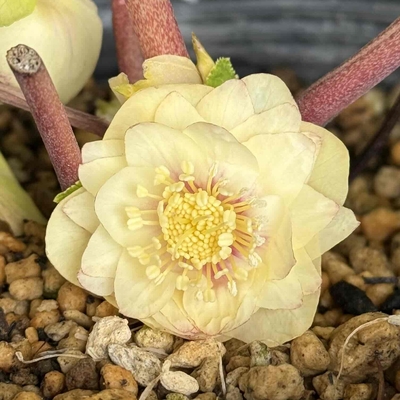 ホワイトゴールドフラッシュ×プリマヴェーラゴールド★クリスマスローズ二年生苗 公認）プリマヴェーラゴールド【ka25】ブラーレッドフラッシュ系