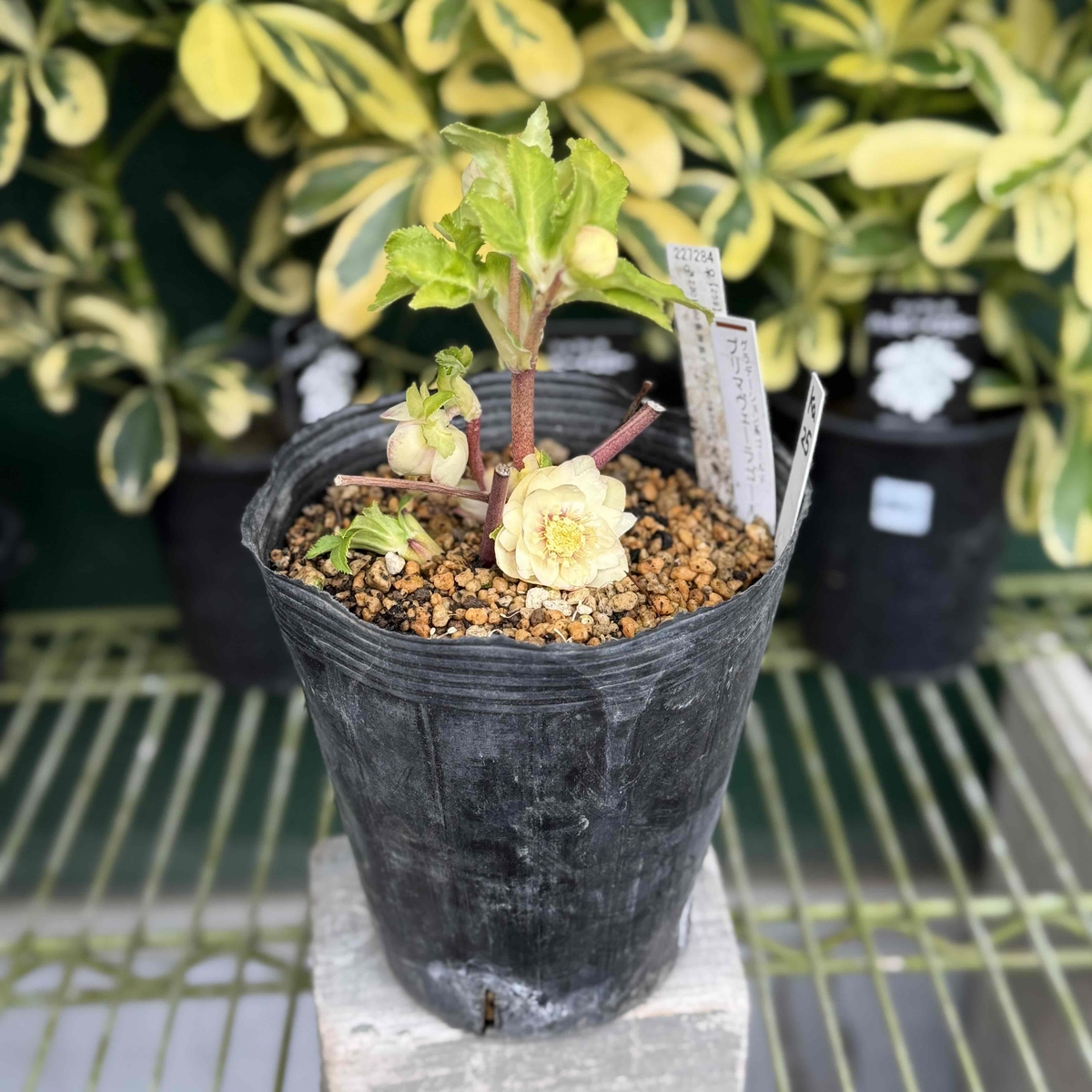 ホワイトゴールドフラッシュ×プリマヴェーラゴールド★クリスマスローズ二年生苗 7258 認定！プリマヴェーラホワイトゴールド クリスマスローズ開花