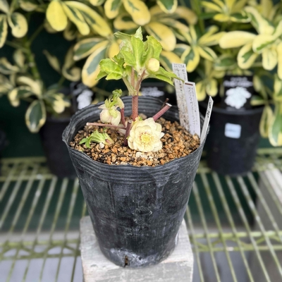 ホワイトゴールドフラッシュ×プリマヴェーラゴールド☆クリスマス