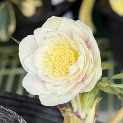 公認）プリマヴェーラホワイトゴールド【ka26】※蕾なしの為大特価