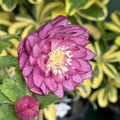 公認）ディオーネ【ka27】良型