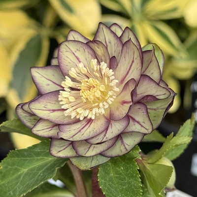 公認）Wild Collection【ka28】マリア交配ゴールド