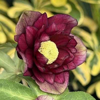 公認）グロッシーカラー☆【ka30】かなり艶出てます