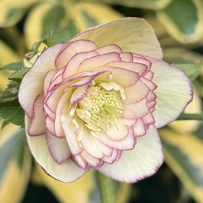 公認）Little　Collection【ka33】小さいまんま