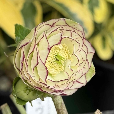 公認）プリマヴェーラ【ka34】多弁毬姫系