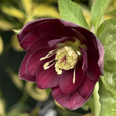 公認）グロッシーカラー☆【ka35】良い