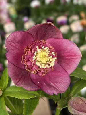 アンティークレッドsdグロスディープレッド交配種【ka23】